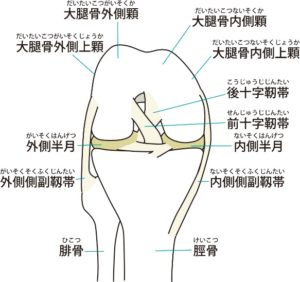 膝が痛い 新宿西口鍼灸整体院