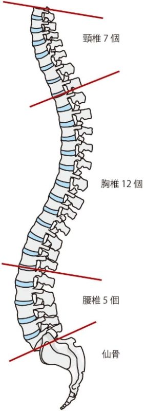 正しい脊椎のカーブ