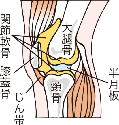 横から見た膝関節